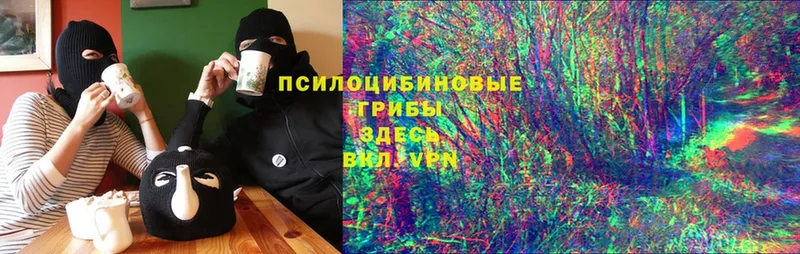 Псилоцибиновые грибы Cubensis  купить закладку  Навашино 